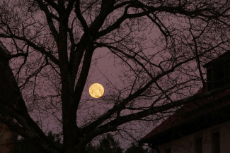 Vollmond hinter Baum im Burghof