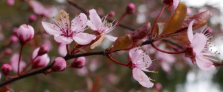 Frühling 2020