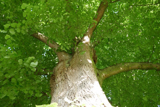 Baum von unten