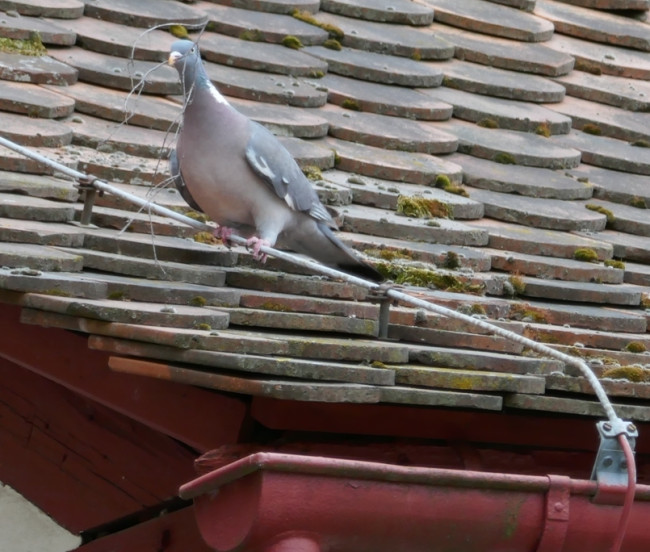 Taube - Bild 1