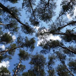 Bäume von unten vor Himmel